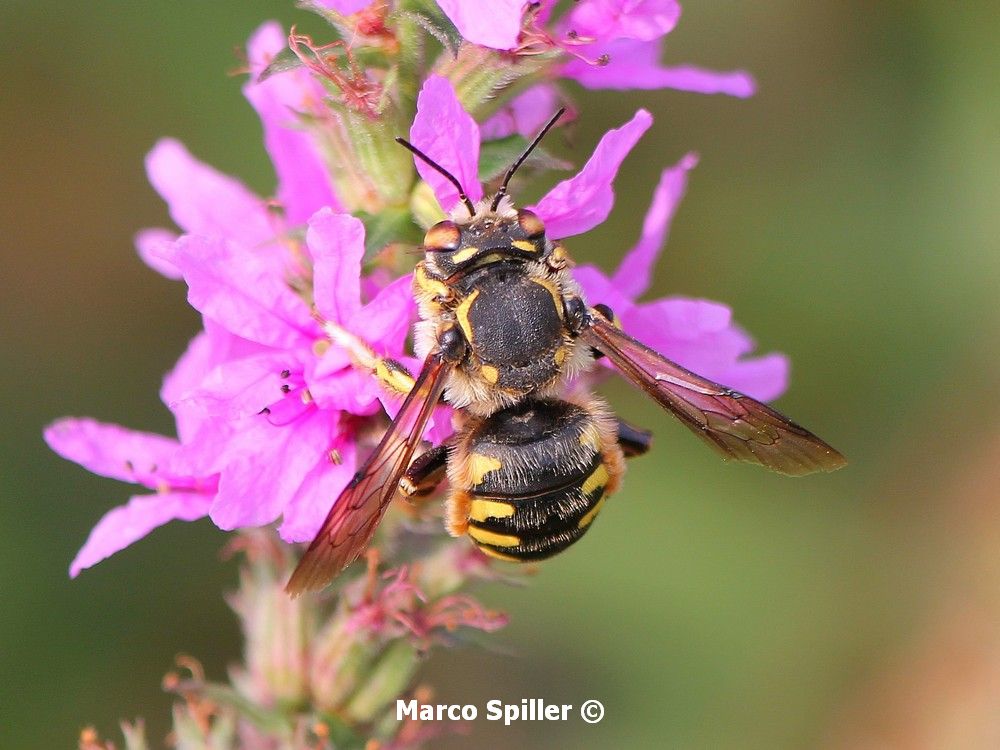 Anthidium sp
